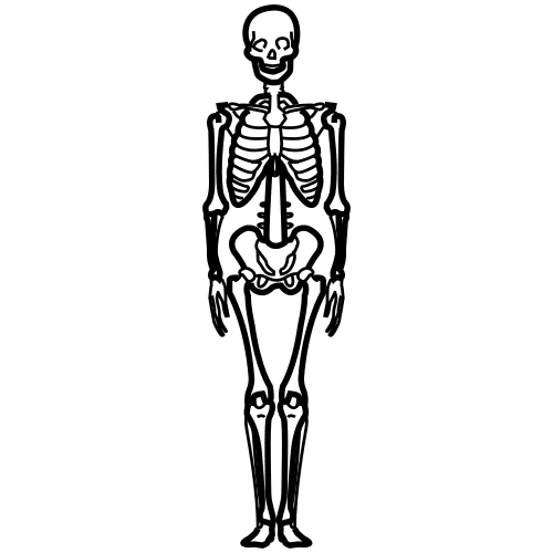 Szkielet Czarno-biały szkielet człowieka. Widoczna czaszka, żebra, kości rąk, nóg oraz miednica.