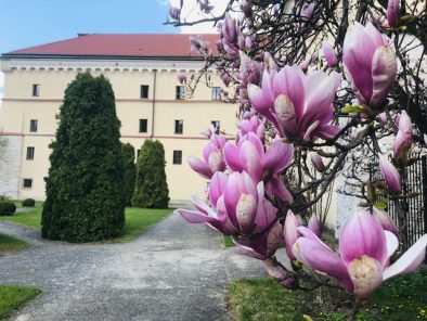 Fragment rośliny "magnolia" na tle budynku Muzeum