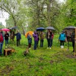 dąb na 175-lecie powstania Muzeum