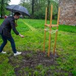 dąb na 175-lecie powstania Muzeum