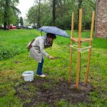 dąb na 175-lecie powstania Muzeum