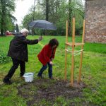 dąb na 175-lecie powstania Muzeum
