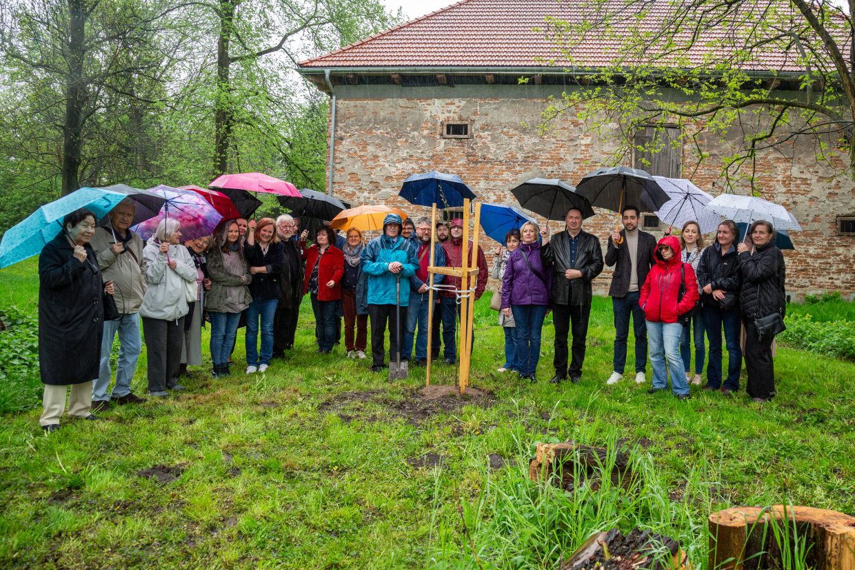 dąb na 175-lecie powstania Muzeum