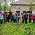 dąb na 175-lecie powstania Muzeum