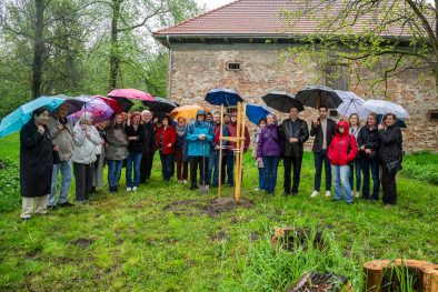 dąb na 175-lecie powstania Muzeum