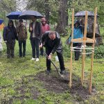 dąb na 175-lecie powstania Muzeum