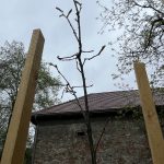 dąb na 175-lecie powstania Muzeum