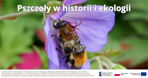 kolorowa grafika z pszczołą na kwiatku. Cykl Pszczoły w historii i ekologii