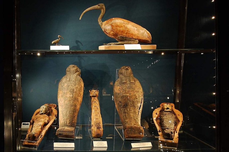 Fotografia kolorowa. W gablocie, na górnej półce znajduje się mumia ibisa i mała figurka, przedstawiająca tego ptaka. Na dolnej półce pięć niewielkich eksponatów. Są to mumia kota, dwa małe sarkofagi i dwie tzw. mumie zbożowe (pseudomumie) w kształcie człowieka.